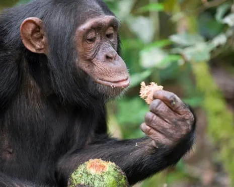 Apes Drink Everyday Alcohol Equivalent to a Beer from Ripe Figs
